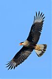 Crested Caracara